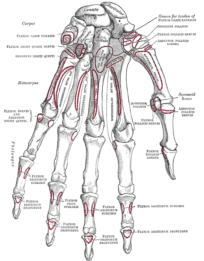 Handens anatomi