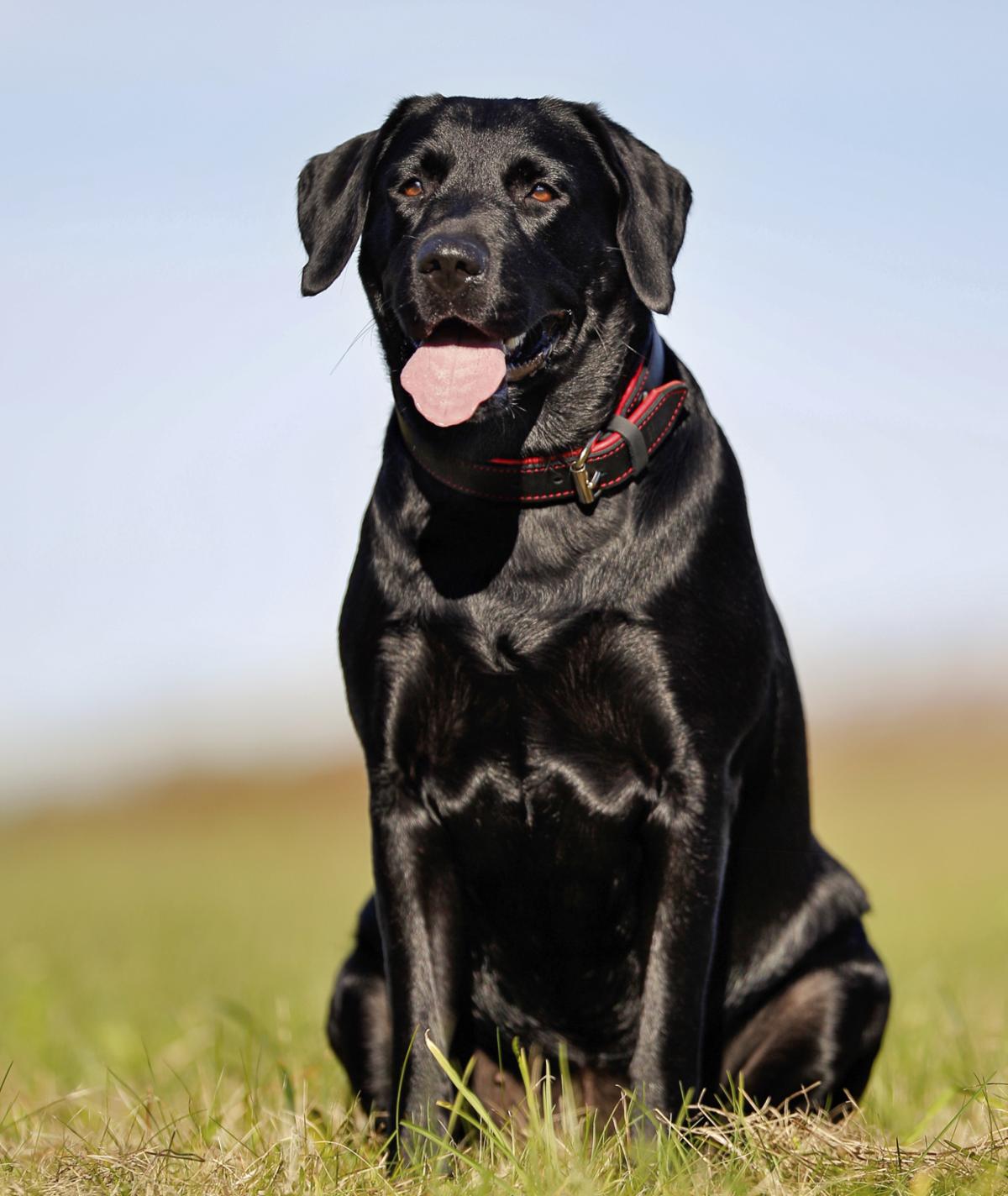 What dog breed are you ?