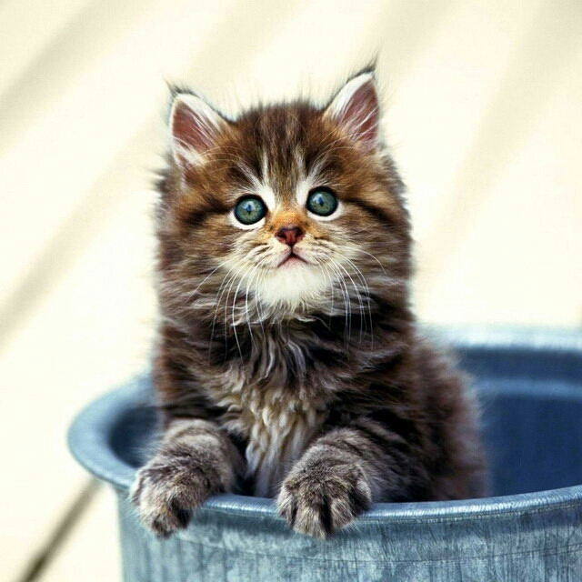 How well do you know cats