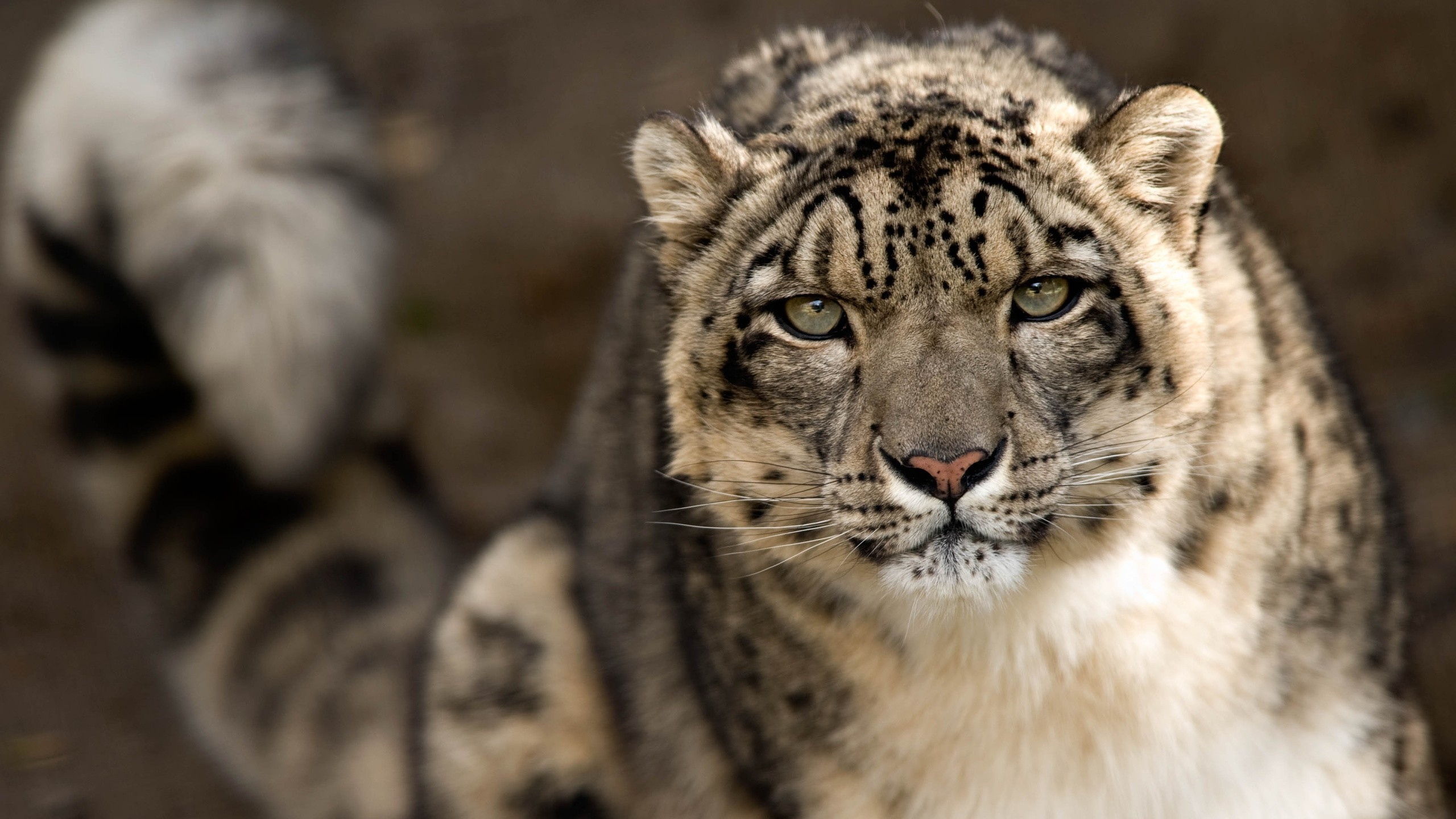 Find out the Animal You are