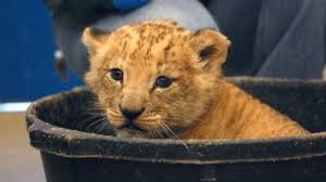 lion quiz
