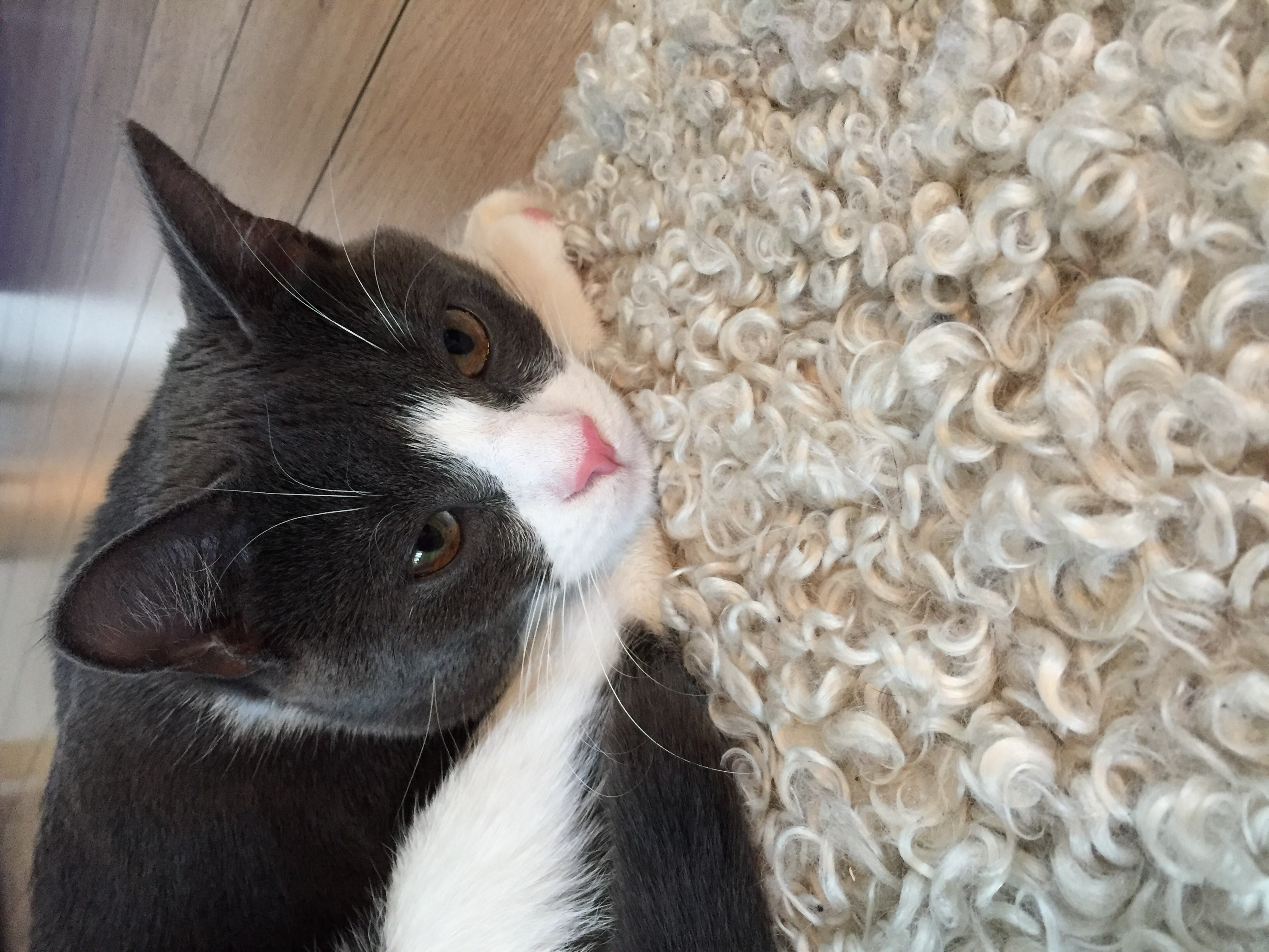 Puma min katt