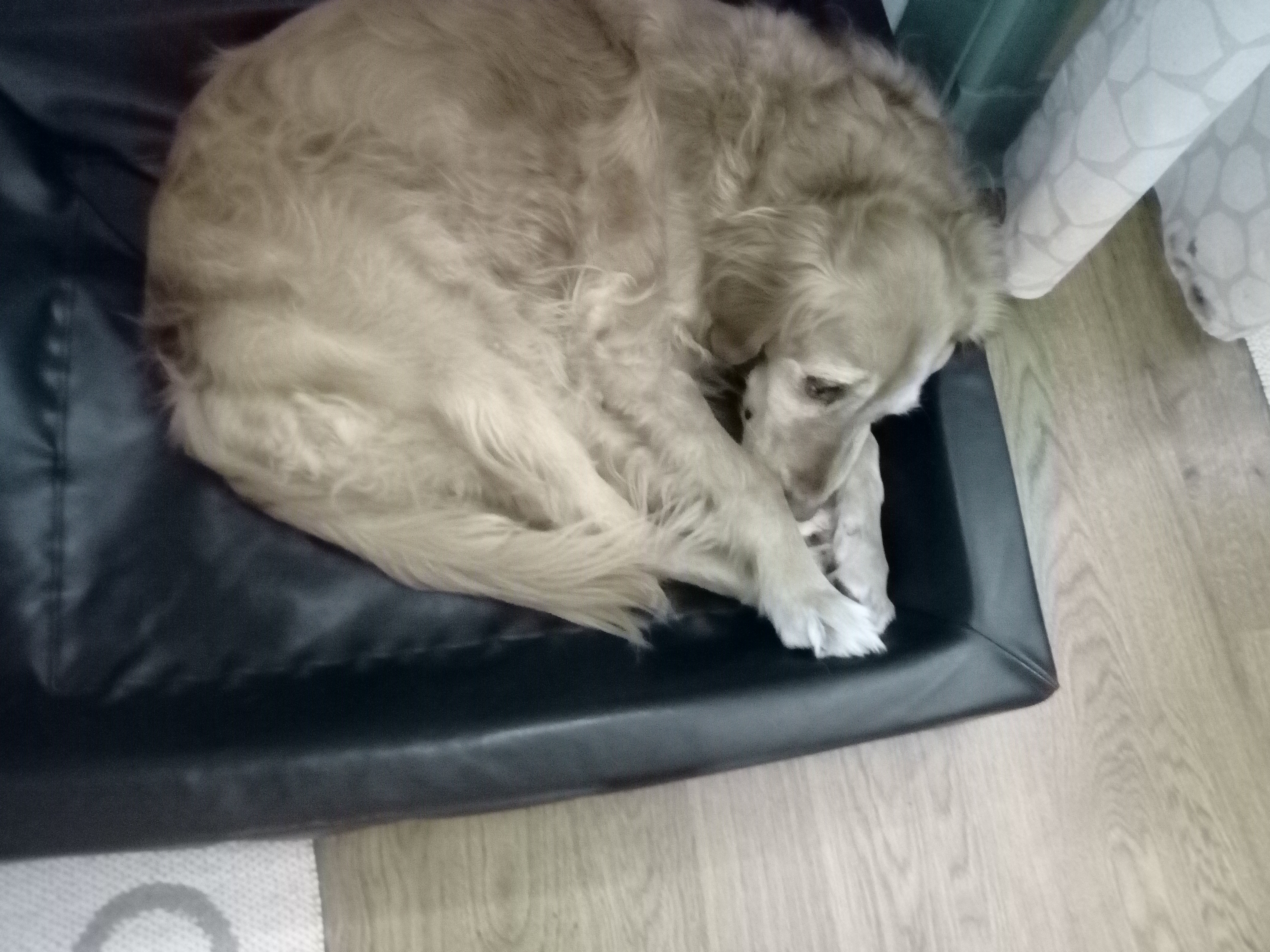 Vilken hund ras är du