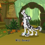 Animal jam quiz