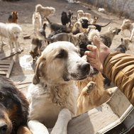 MILLIONS OF PUPPIES QUIZ