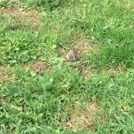 Vad kan du om mopsar?