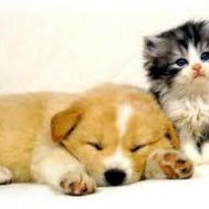 Are you a dog or a cat
