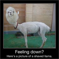 Llamas