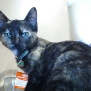 how well do you know your pet?