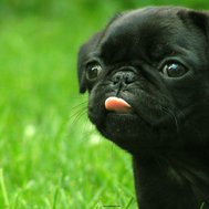 How Well Do You Know About Dogs?