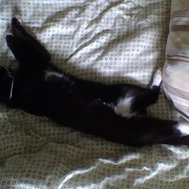 Är du noob på forre?