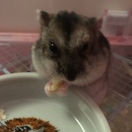 Vad kan du om hamstrar