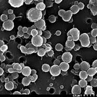 bacteriën