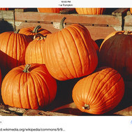 How well do you know pumpkin sweet potatoe