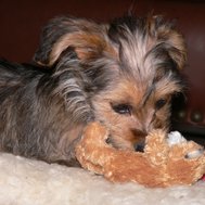 Cute animals