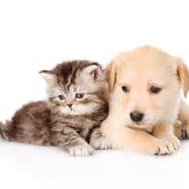 do you like dogs or cats