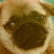 How well do you now abuth puppys