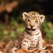 Do you like animals?