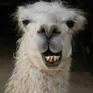 Llamas