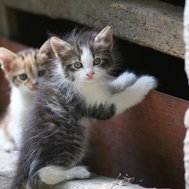 What Is Your Spirit Animal?