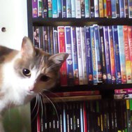 What cat are you 