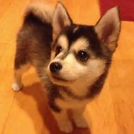 how well do you know dogs