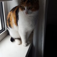 Dieren
