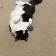 Are you a cat lover