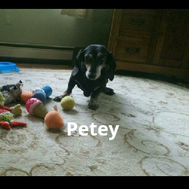 My Dead Dogs Quiz