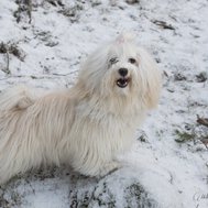 Vad kan du om bichon havanais?