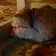 What dog are you