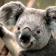 what animal are you