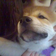 do you know my dog lulu