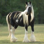 Your Spirit Animal