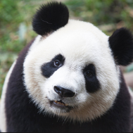are you a panda