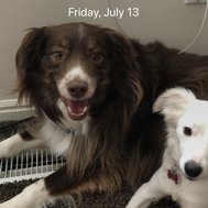 How well do you know my dogs