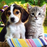 Do you like cats and dogs