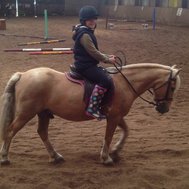 What horse breed are you