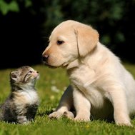 Are you a dog or a cat? 🐶🐱