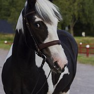 vad fan gör du