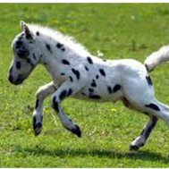 ben jij een paardenliefhebber?