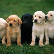 What species of dog are you?