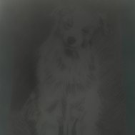 Wie gut kennst du Hunde