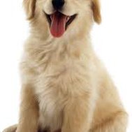 do you know all about dogs?