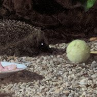 Wildlife Quiz
