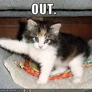 Ifz yoz wer kitten