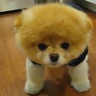 Name these dogs