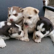 do you like puppies