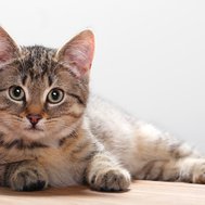 do you like cats
