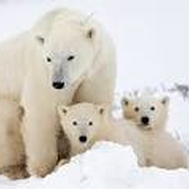 Polar Bears